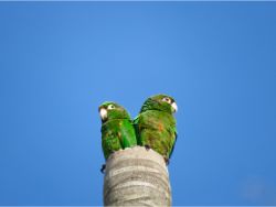 Santa Marta Parakeets
